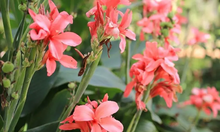 大花美人蕉 | Scientific Names: Canna generalis