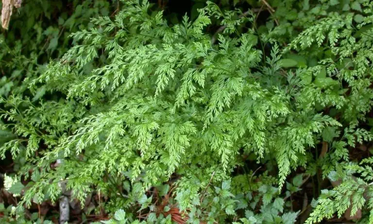 野雉尾金粉蕨｜學名: Onychium japonica