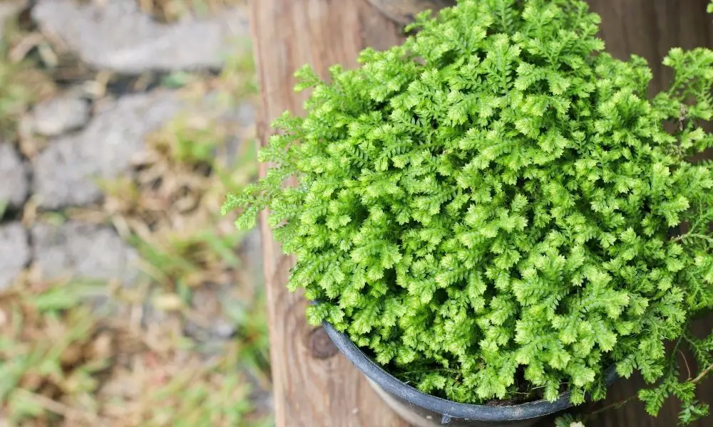 小翠雲 | Scientific Names: Selaginella kraussiana