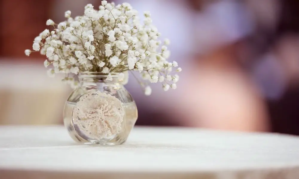 滿天星 | Scientific Names: Gypsophila elegans