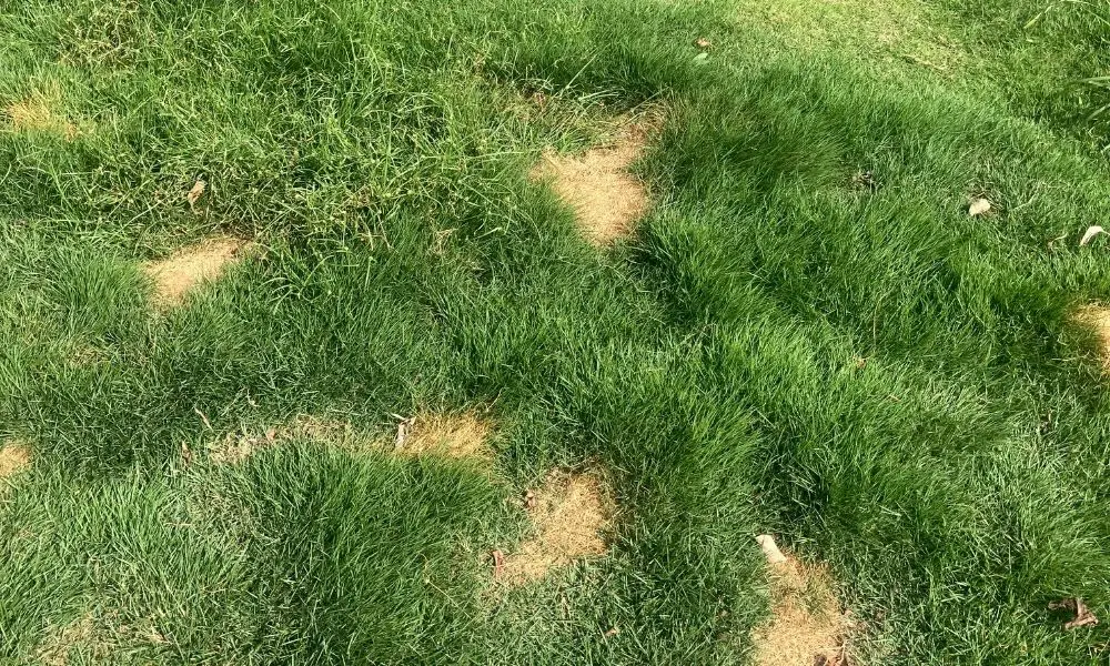 【草地保養】草地為什麼會變黃？