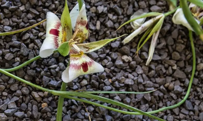 蝴蝶百合| Scientific Names: Calochortus spp.