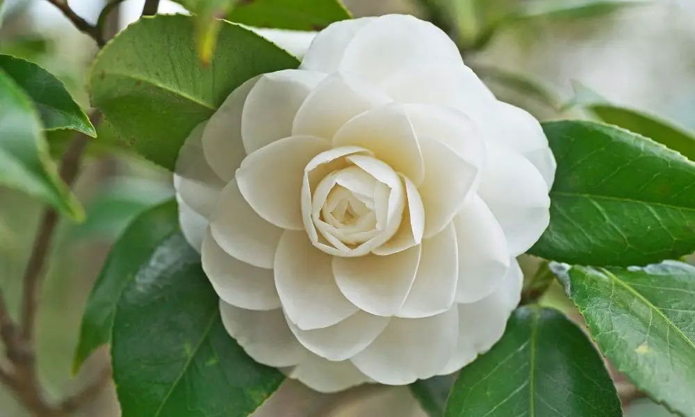 山茶花 | Scientific Names: Camellia japonica