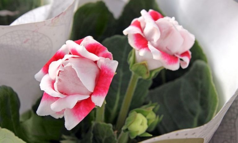 大岩桐 | Scientific Names: Gloxinia perennis