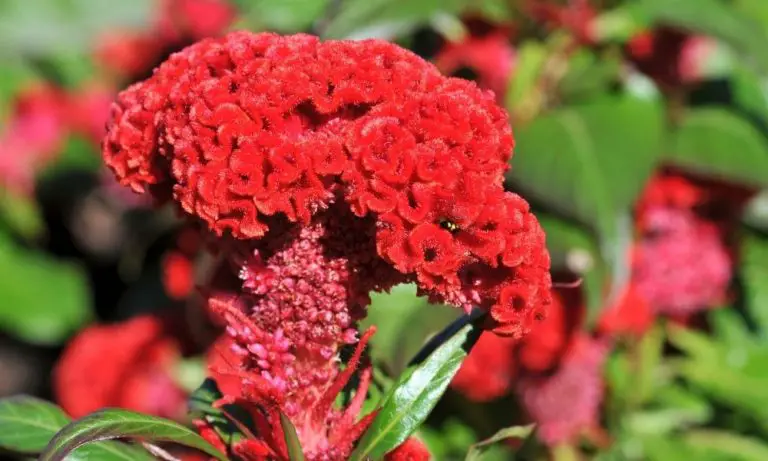 雞冠花 | Scientific Names: Celosia globosa