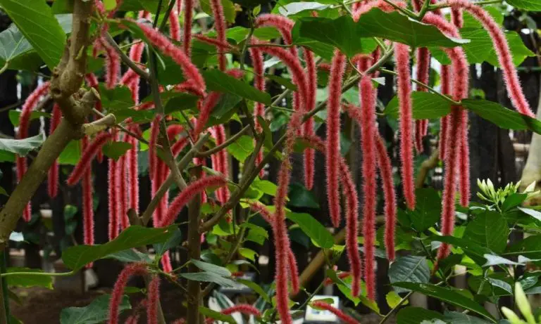 狗尾红| Scientific Names: Acalypha hispida