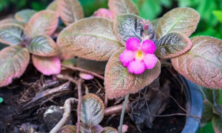 喜蔭花| Scientific Names: Episcia dianthiflora