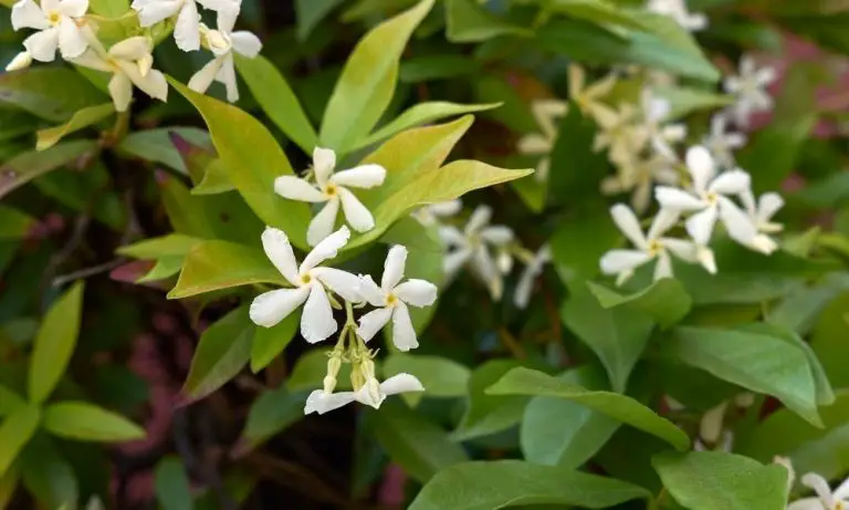 風車茉莉| Scientific Names: Trachelospermum jasminoides