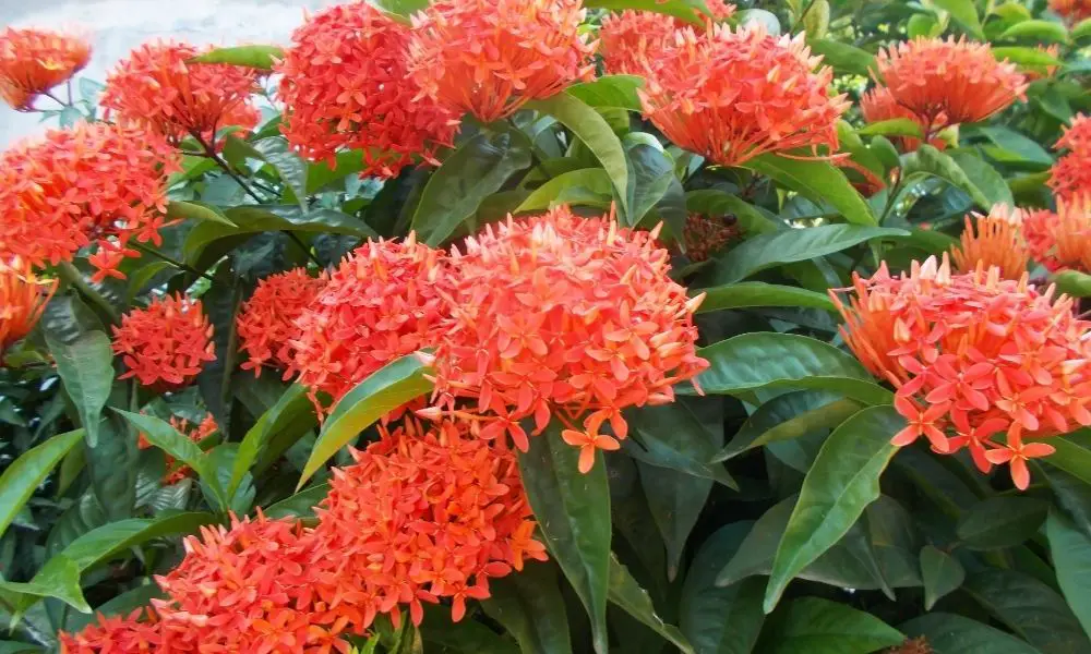 爪哇龍船花 | Scientific Names: Ixora javanica