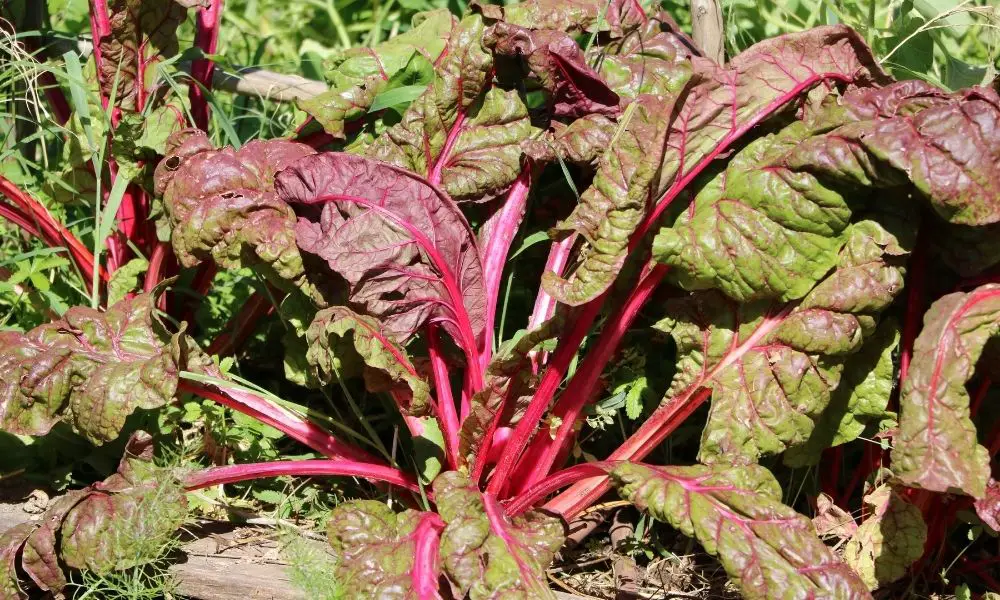 紅菜頭｜ Scientific Names: Beta vulgaris