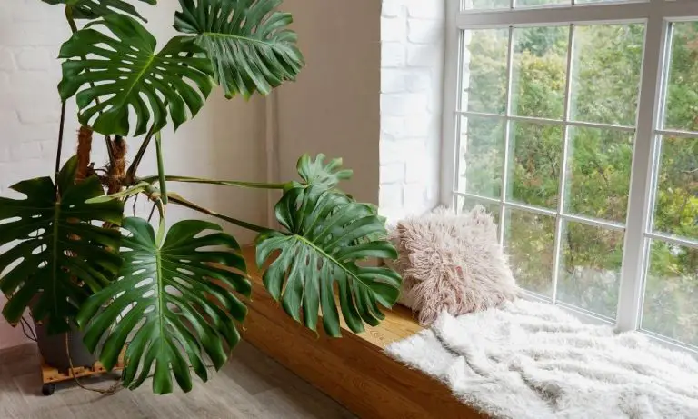 無日照植物​