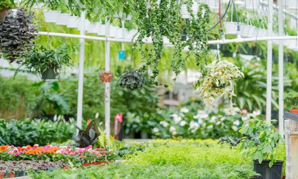 【盆栽照顧】什麼是全日照植物？半日照？無日照？