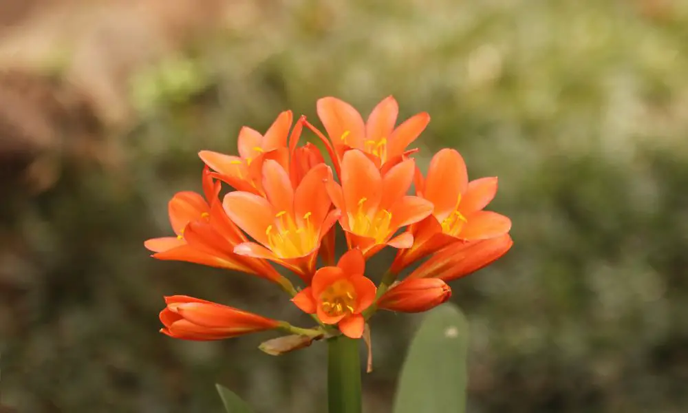 君子蘭 (Clivia miniata)