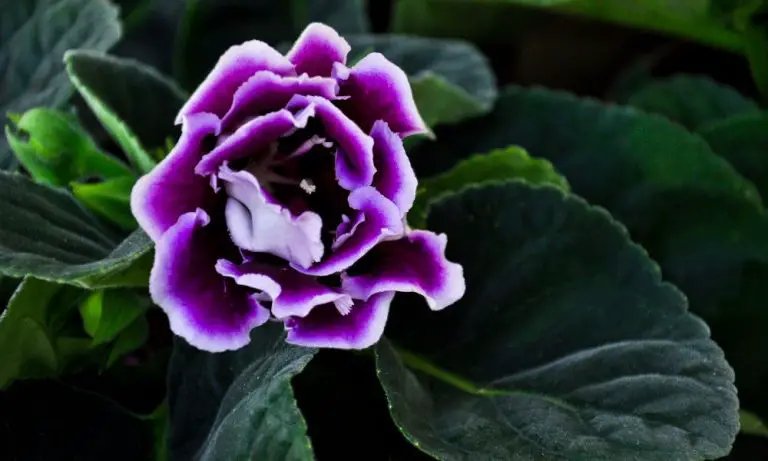 大岩桐 (Sinningia speciosa)​
