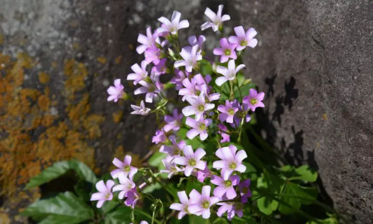 紫酢漿草 (Oxalis corymbosa)​