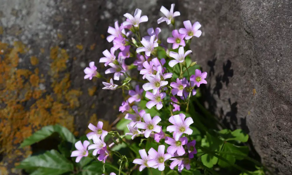 紫酢漿草 (Oxalis corymbosa)​