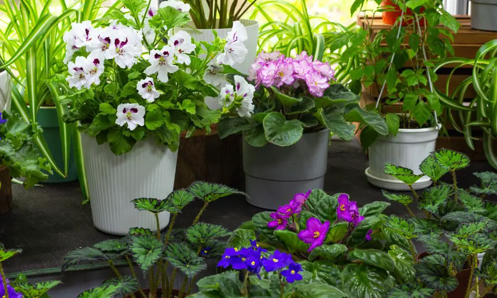 【光線不足不用怕！】推薦10種花期長的室內觀花植物! 不用曬也能全年開花!
