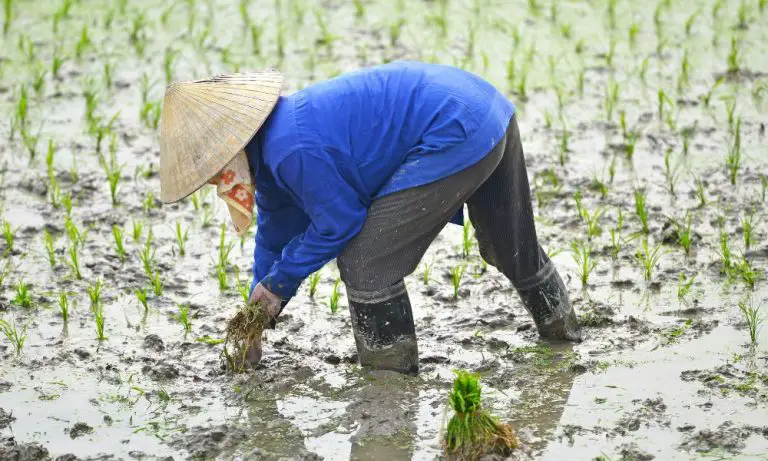 黏土 (Clay Soil)​