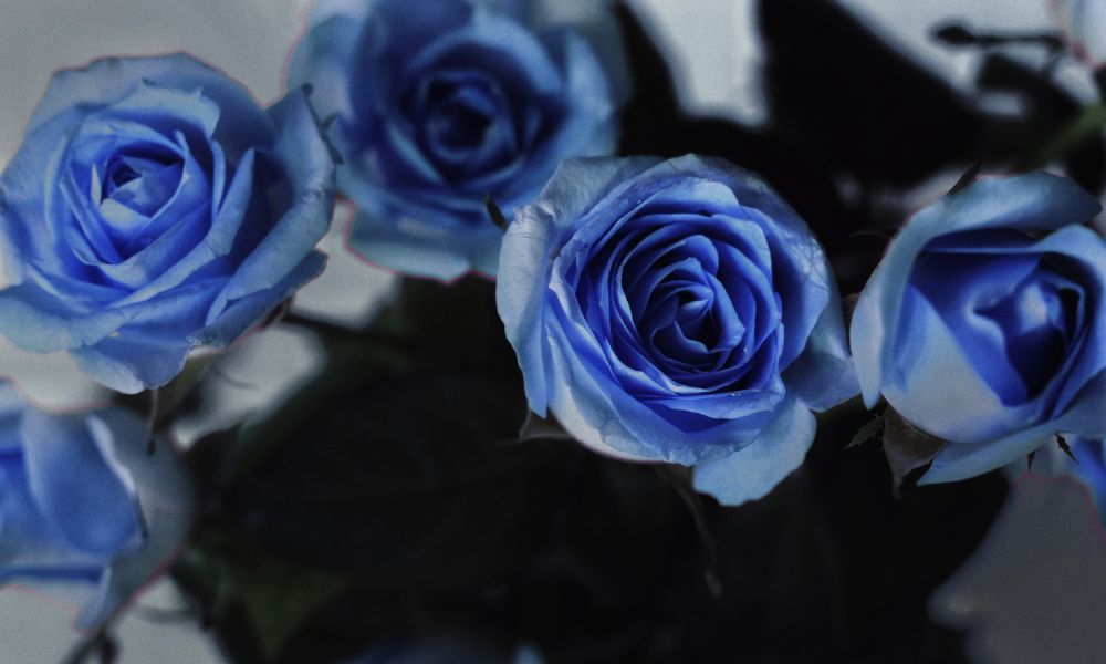藍玫瑰花語 - 獨特、神秘、高貴​