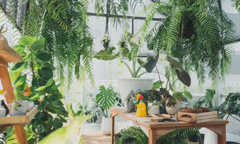 植物的種類