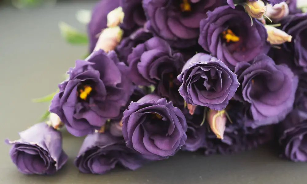 紫玫瑰花語 - 氣質、一見鍾情