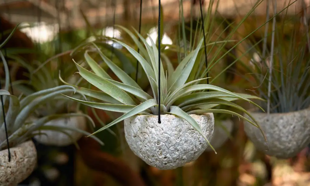 小型室內植物:空氣草/空氣鳳梨