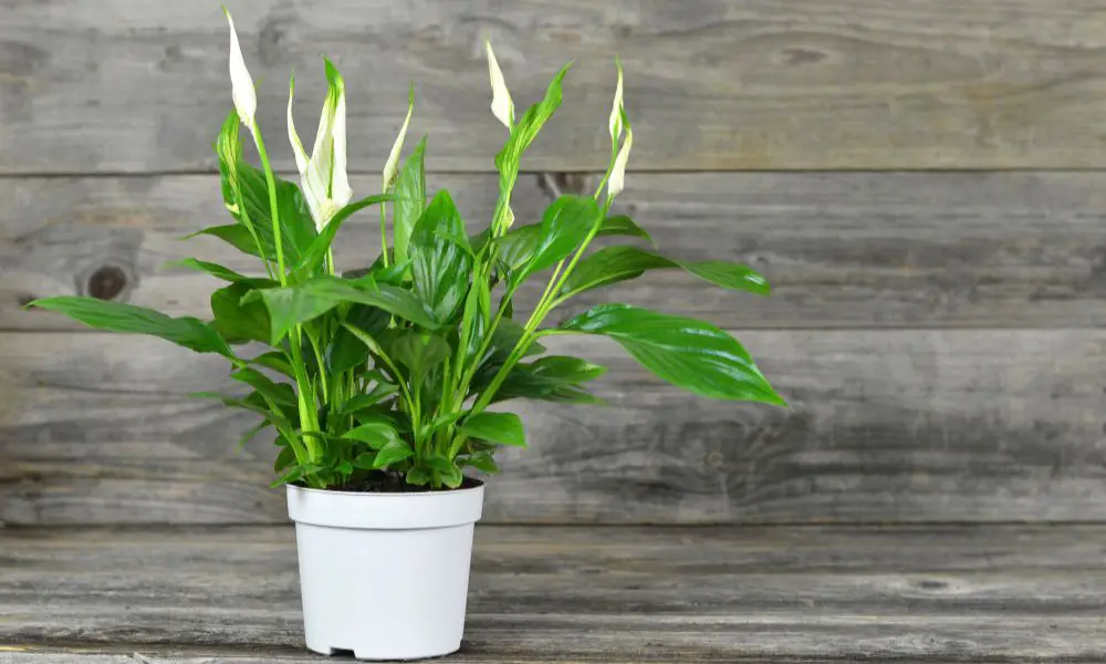 白鶴芋（Spathiphyllum wallisii）