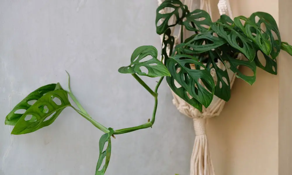 仙洞龜背竹（Monstera adansonii)