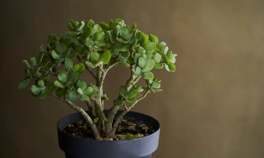 翡翠木(Crassula ovata）