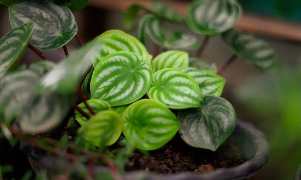 Peperomia spp.