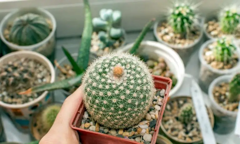 仙人掌(cactus spp.）