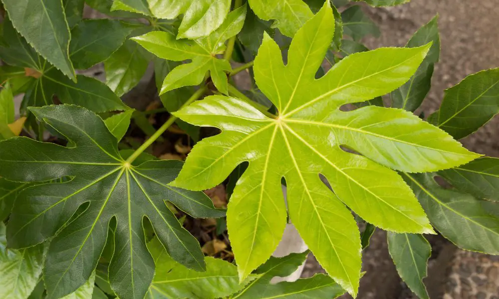 日本鐵(Fatsia japonica)