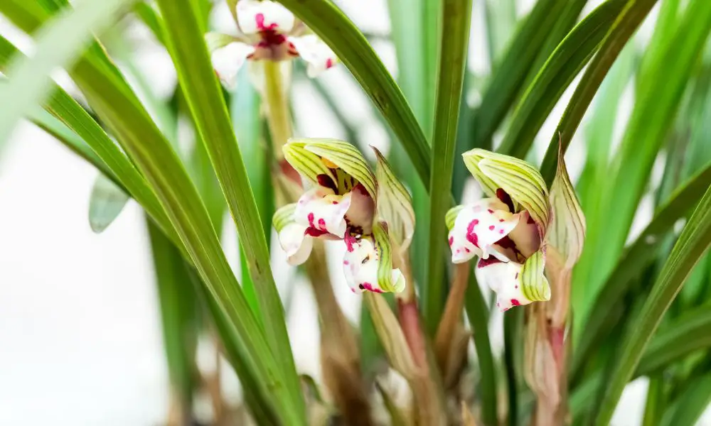 春蘭(Cymbidium goeringii）​