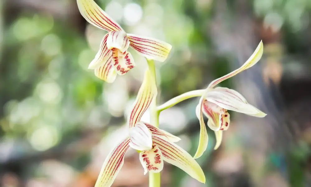 秋蘭(Cymbidium ensifolium)​