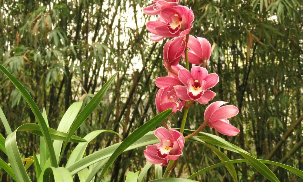 虎頭蘭(Cymbidium hookerianum)​