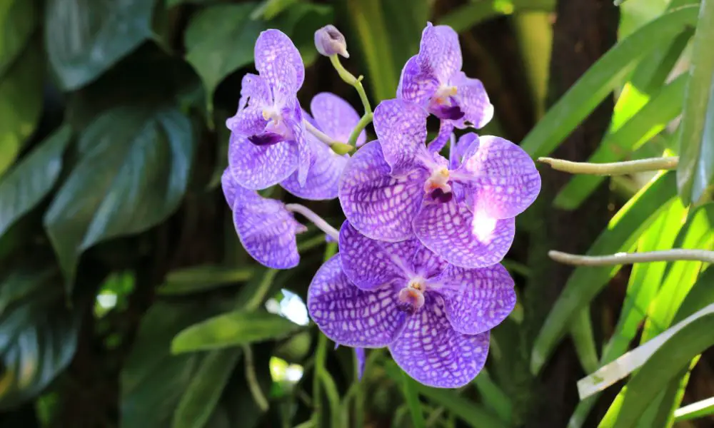 萬代蘭(Vanda sp.)​