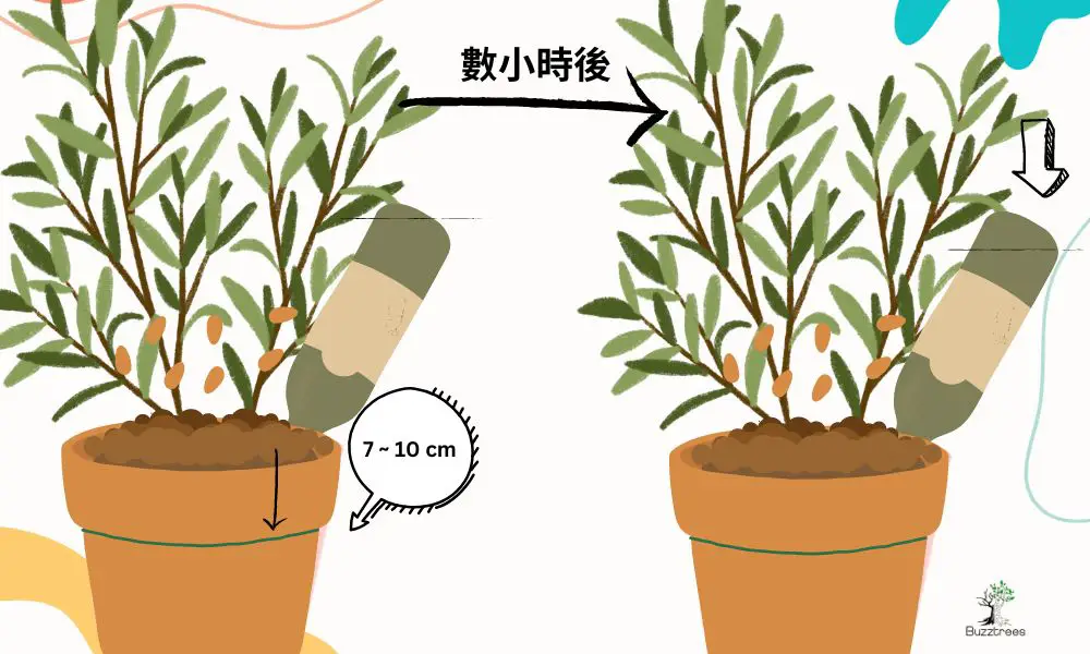 旅行植物怎處理? 酒瓶法