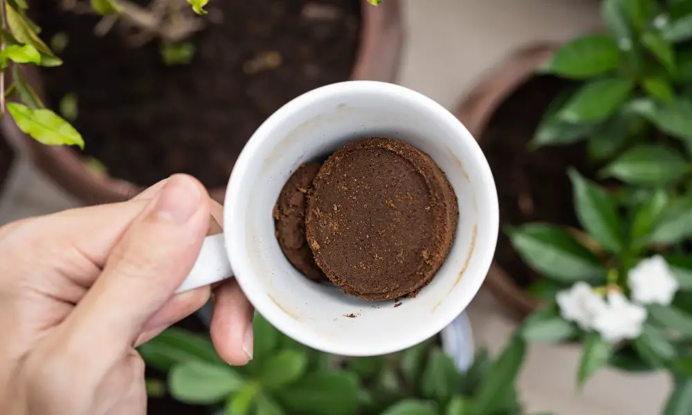 【如何製作咖啡渣肥料?】丟掉太可惜! 9種有創意的咖啡渣園藝用途!