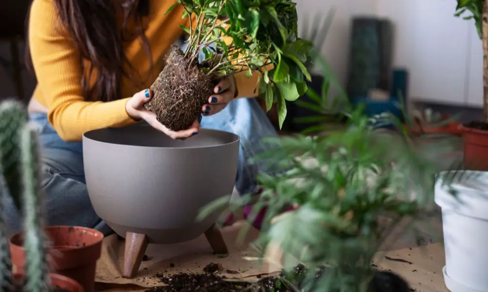 【盆栽常見植物病害】植物護理必讀! 7種室內植物真菌病害分辨及解決方法!