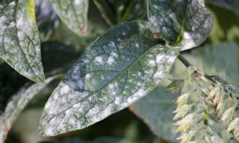 白粉病（Powdery mildew）​
