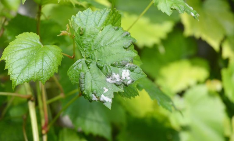 霜霉病（Downy mildew）