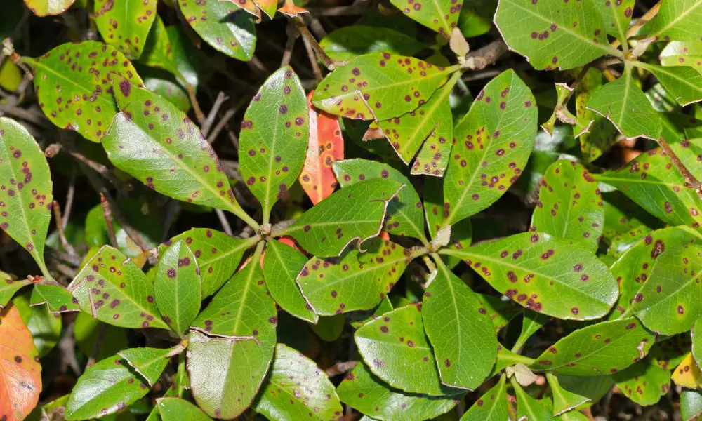 葉斑病（Leaf spot disease）