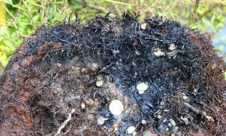根腐病(root rot)