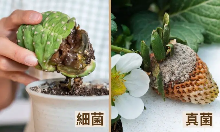 分辨植物感染的是真菌還是細菌​