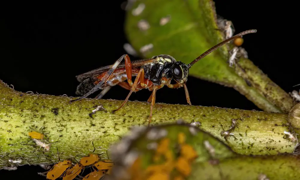 寄生蜂(Parasitoid wasp)​