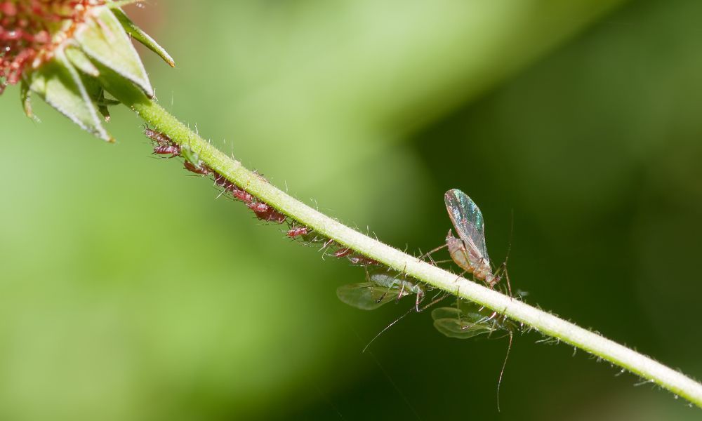 蚜蟲繁殖方式​