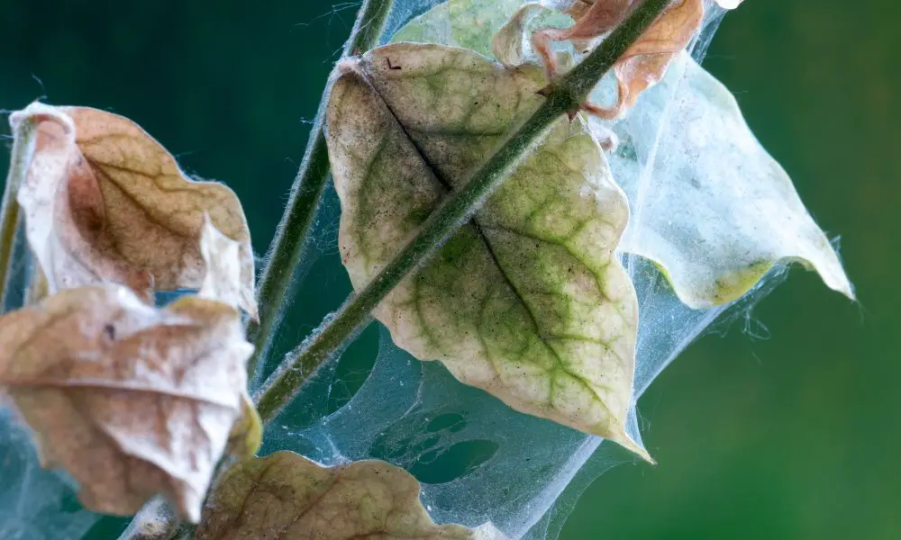 【紅蜘蛛怎麼來的?】利用肥皂水、紅蜘蛛天敵保護你的盆栽和農田!