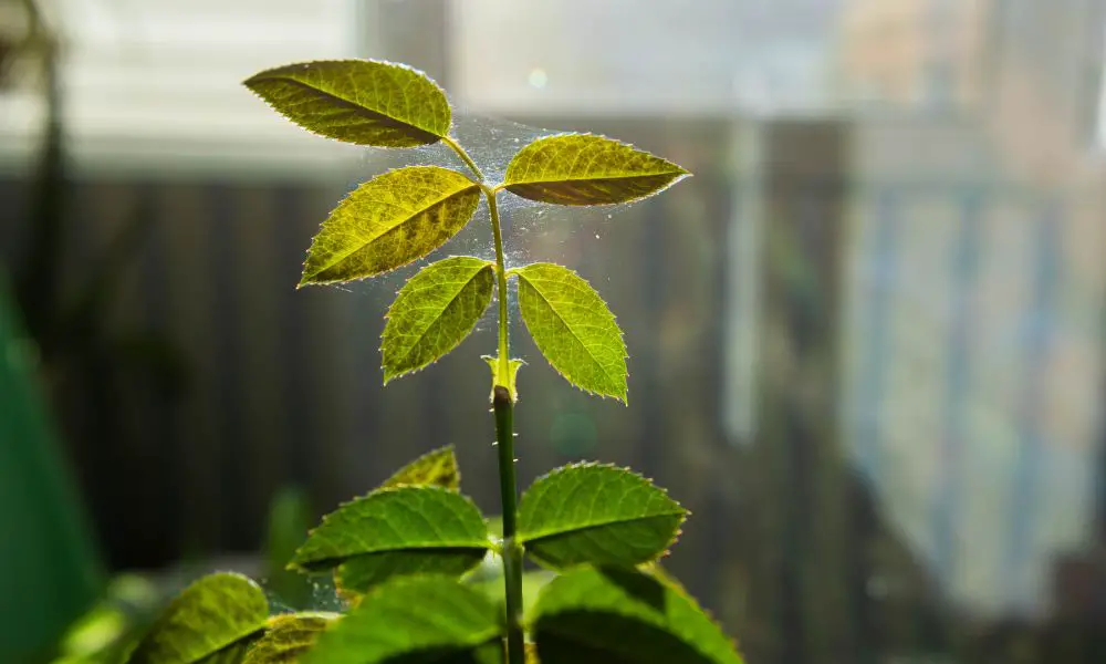 紅蜘蛛怎麼來的?​