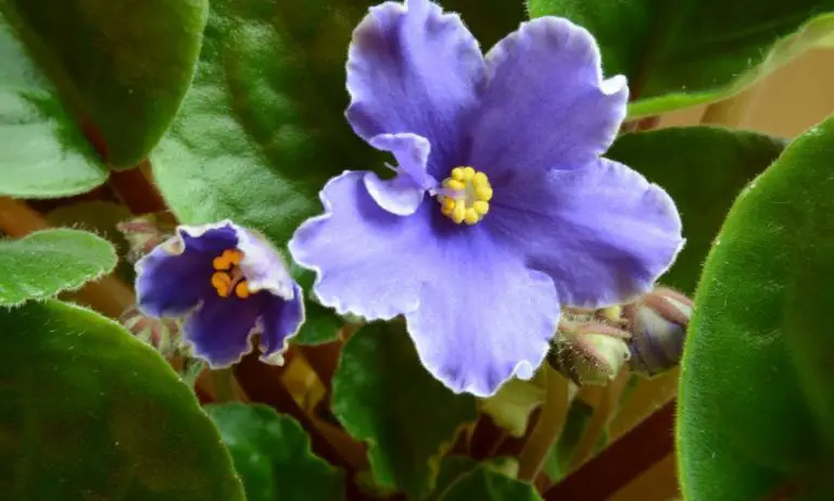 非洲紫羅蘭養護技巧​