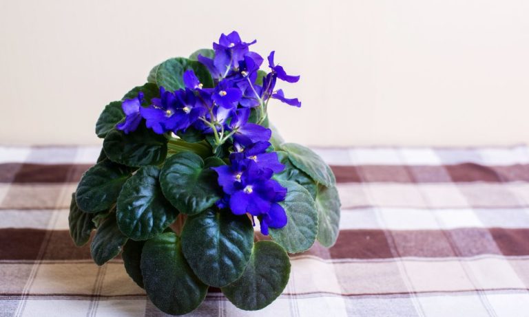 紫羅蘭生長歪斜，向一側彎曲